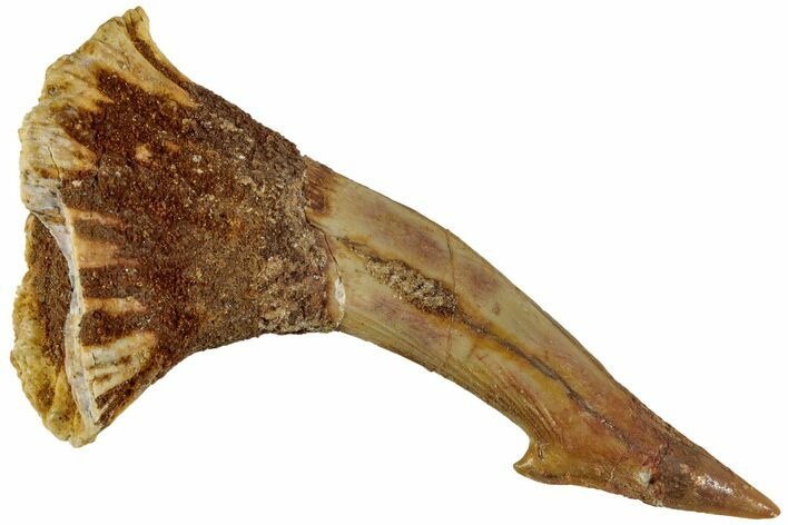Fossil Sawfish (Onchopristis) Rostral Barb - Morocco #231000